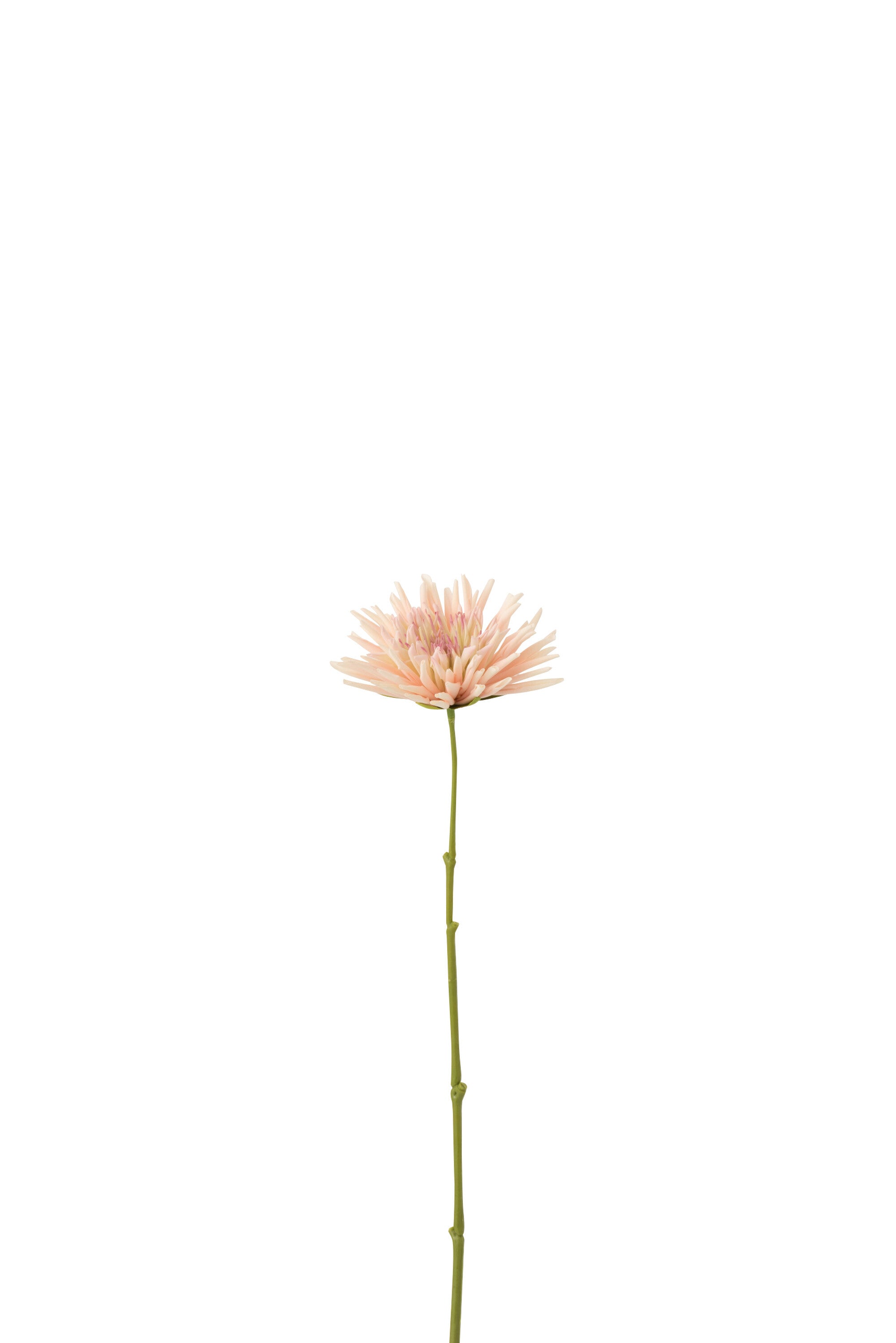J-Line Chrysant Mini Plastiek Wit Licht Roze