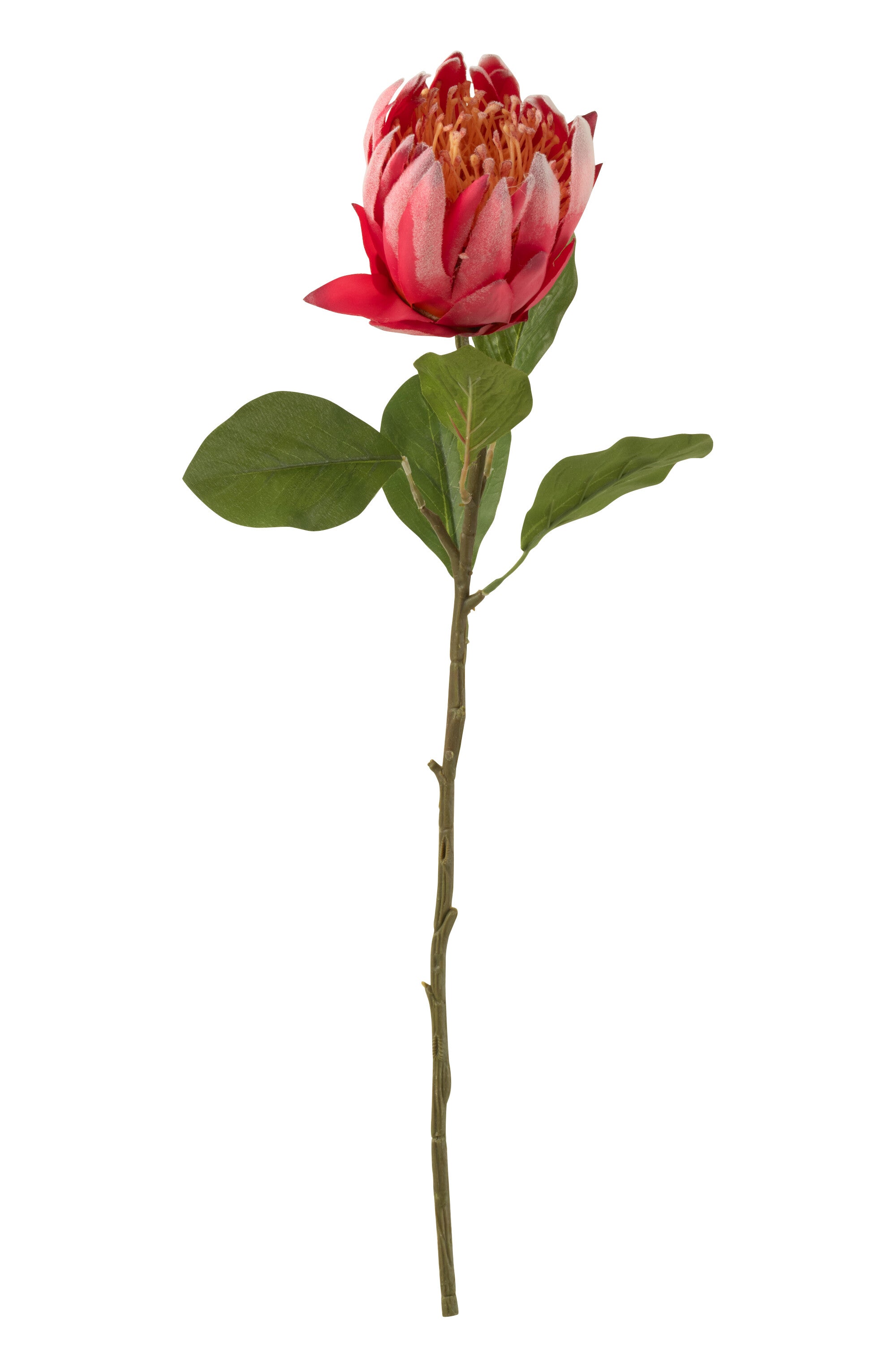 J-Line Protea Tak Plastiek Rood