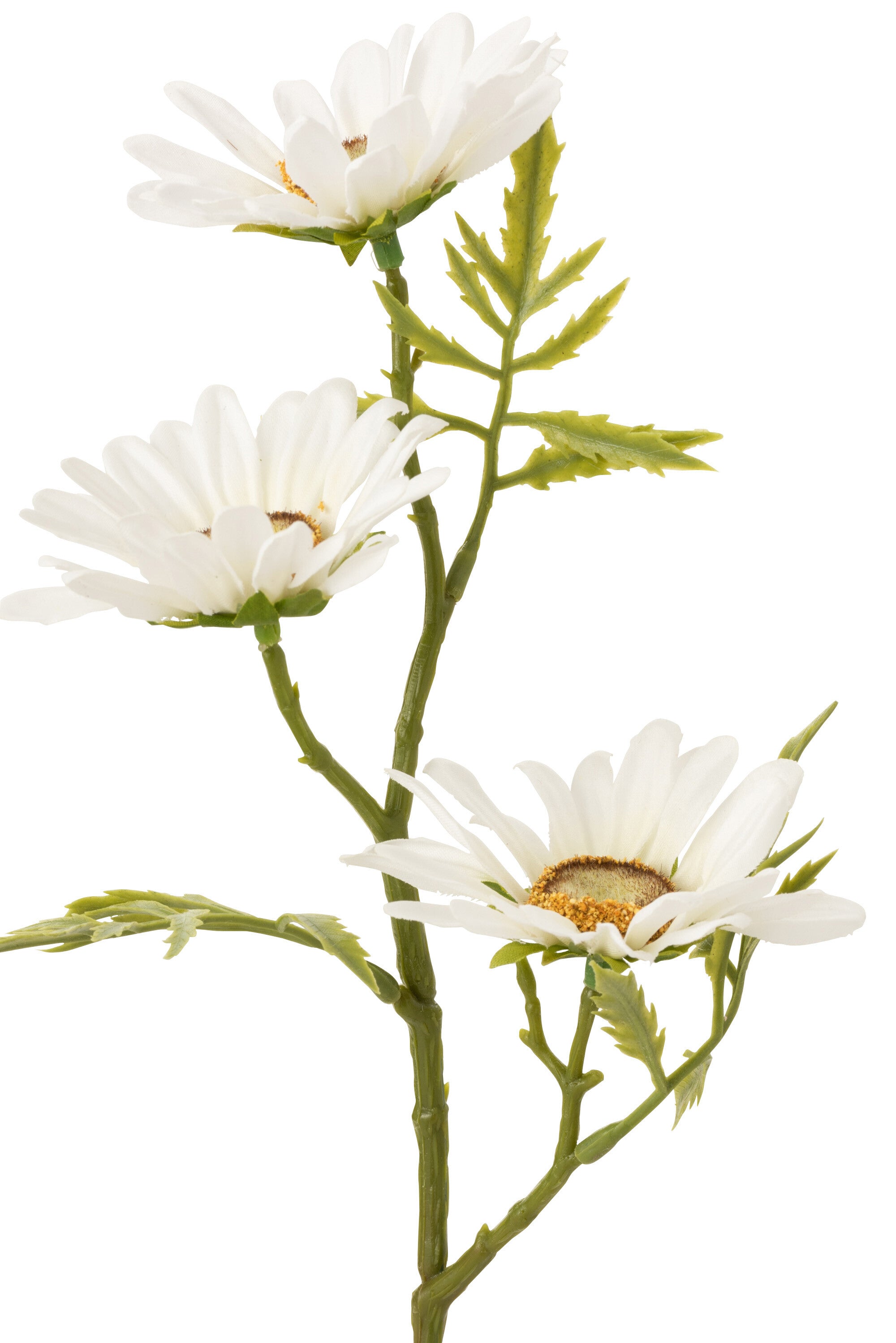 Bloem Madeliefje Plastic Wit