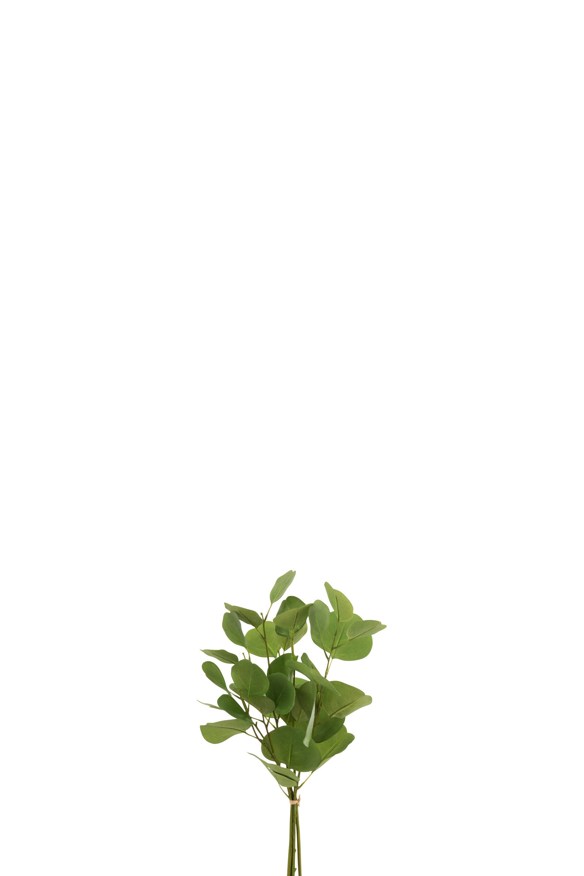 J-Line Eucalyptus Kort In Bundel Plastiek Groen