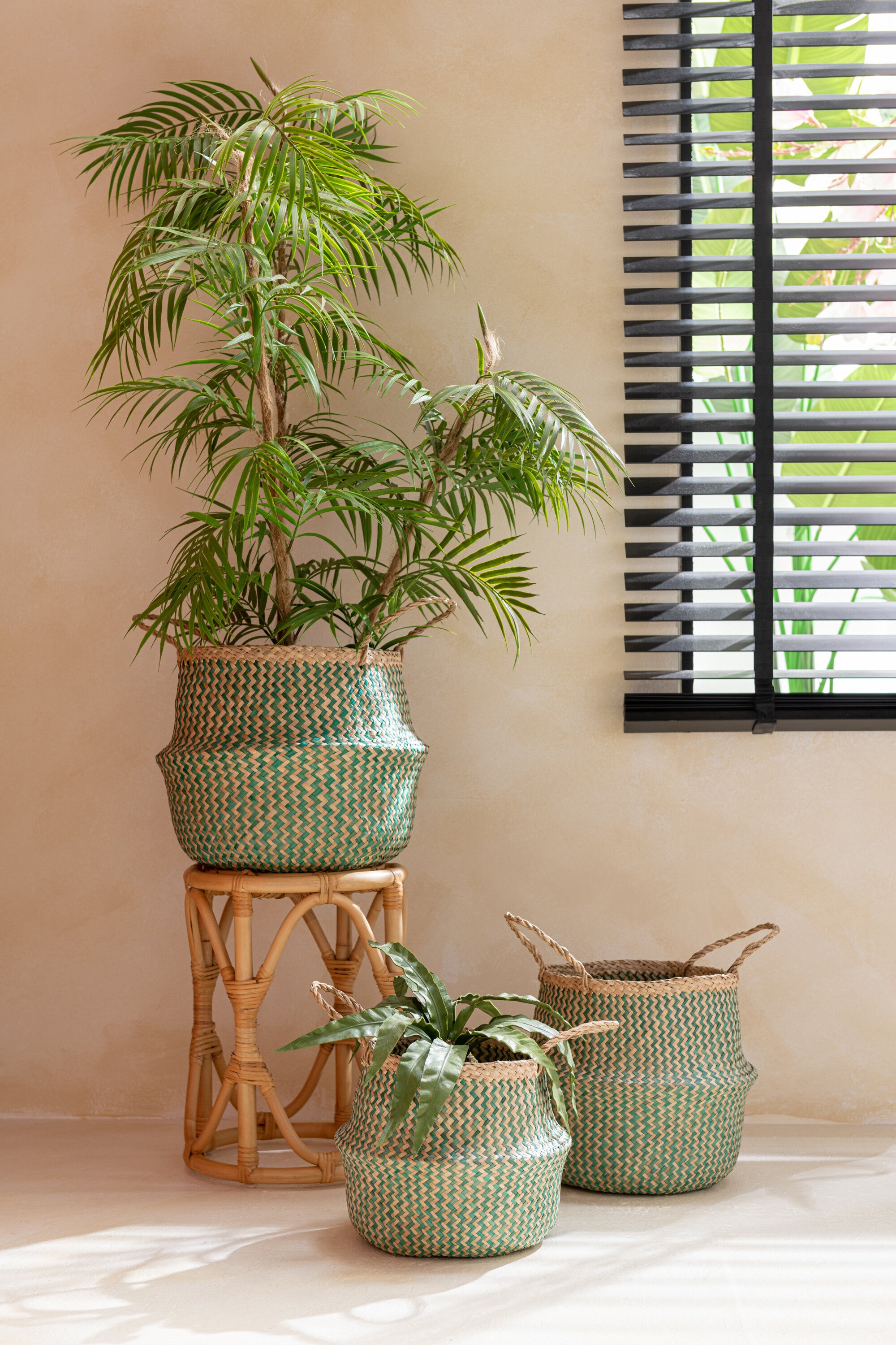 Chamaedorea in pot plastic groen/zwart groot