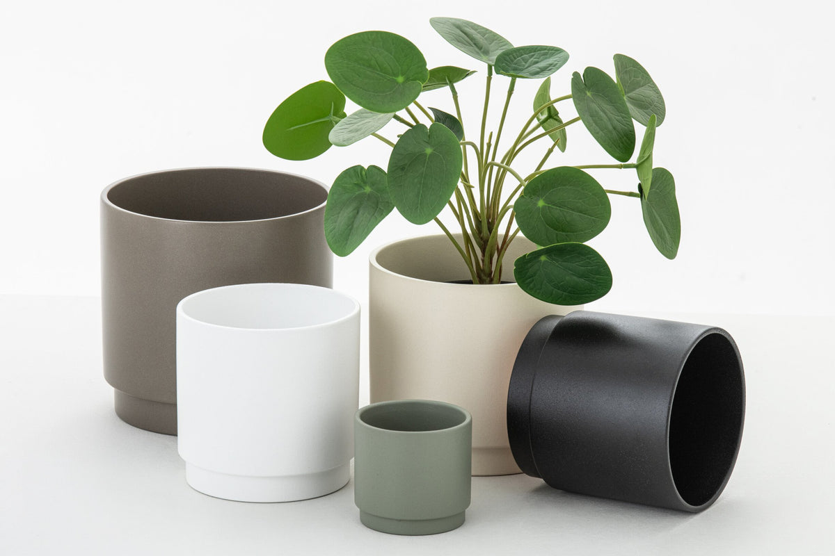 J-Line Piilea Peperomioides In Pot Plastiek Groen