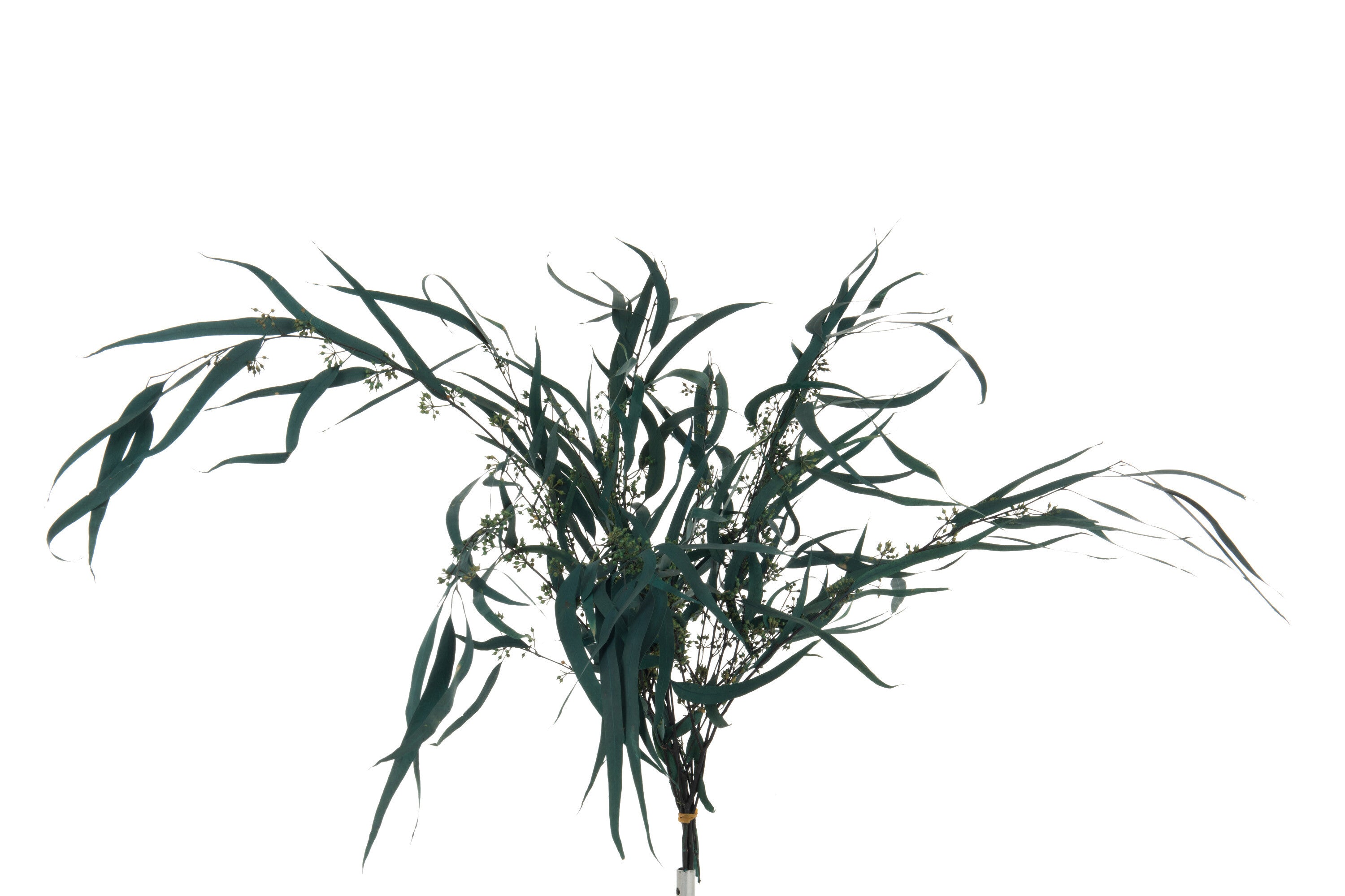 J-Line Bundel Eucalyptus Wild Gedroogd Groen