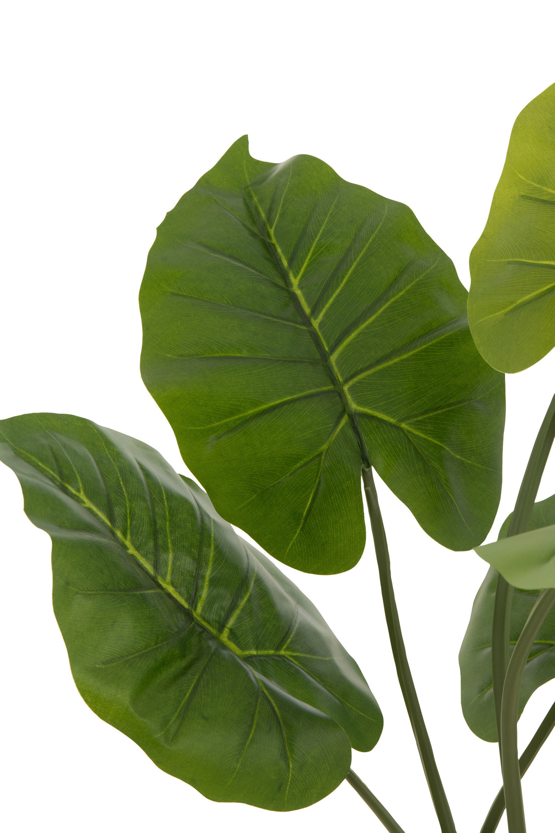 J-Line Taro Wild In Pot Plastic Groen Klein