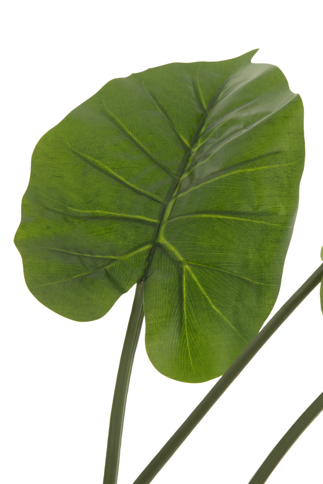 J-Line Taro Wild In Pot Plastic Groen Groot