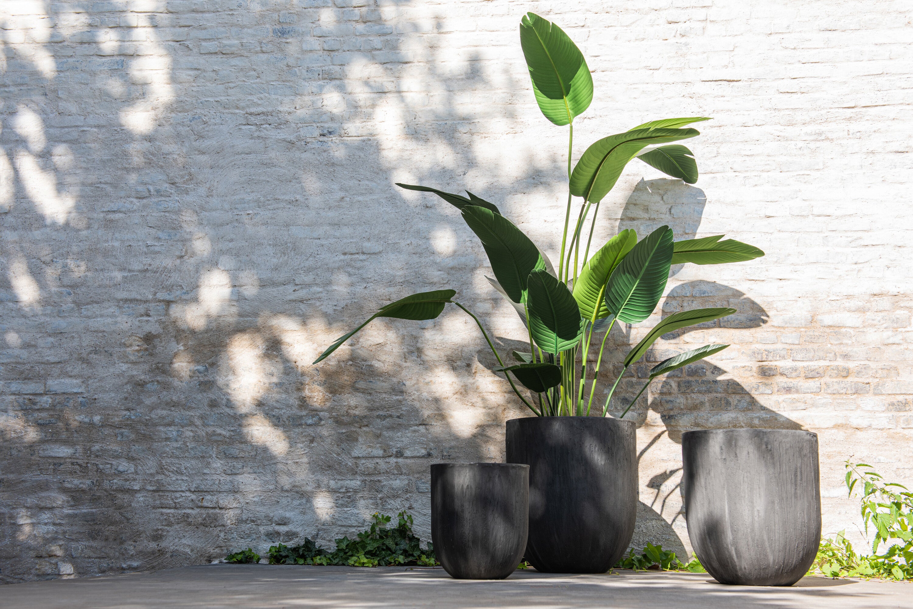 Strelitzia Plastic Groen Medium