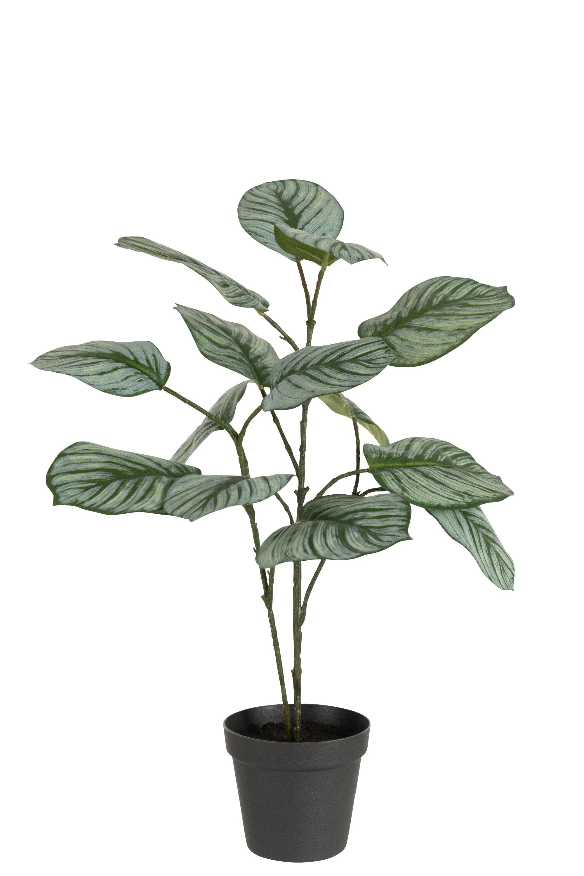 J-Line Calathea In Pot Plastiek Groen Mix