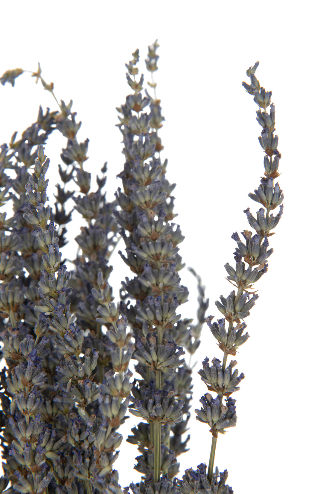 J-Line Bundel Gedroogde Lavendel Paars