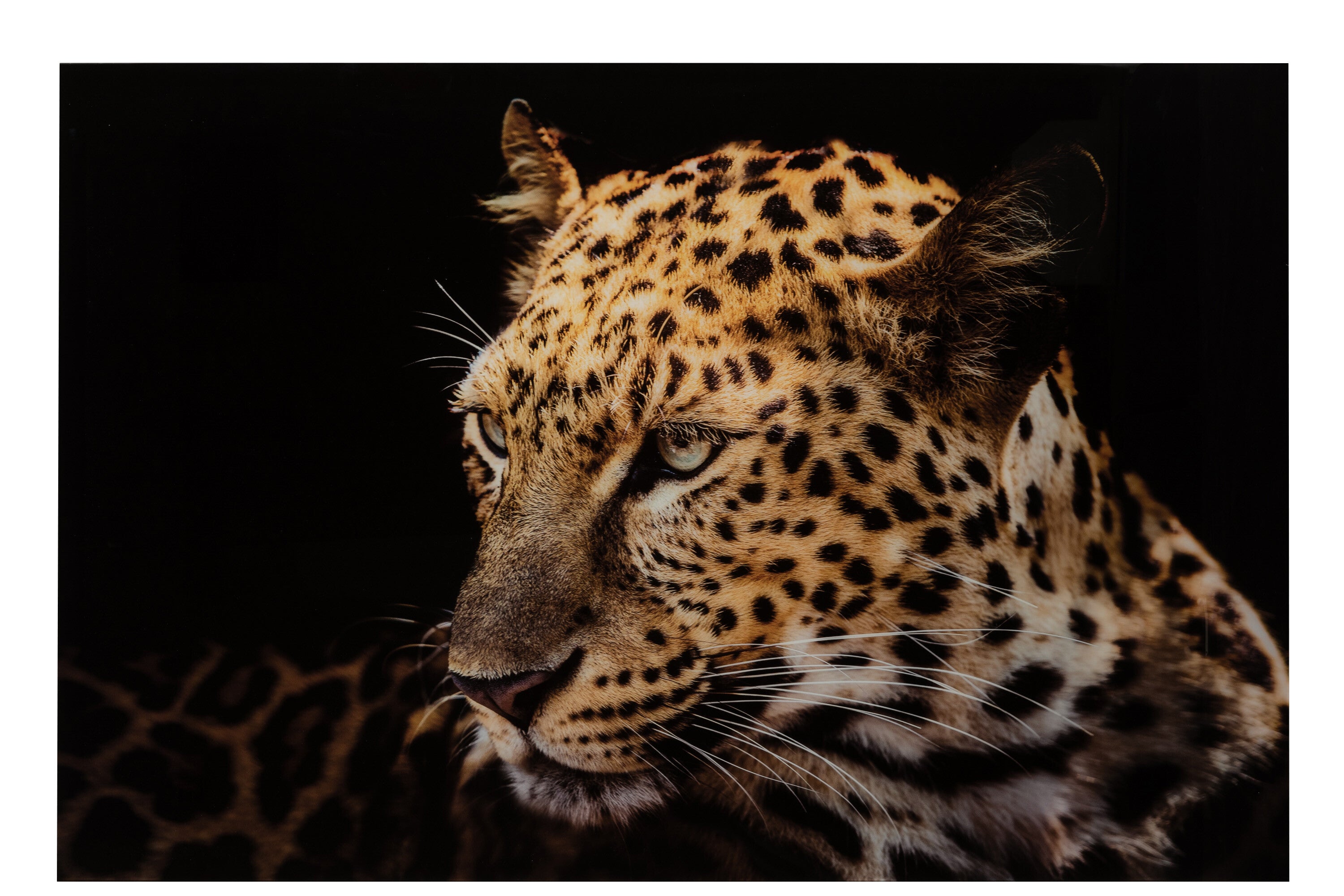 Wanddecoratie Luipaard Gehard Glas Mix