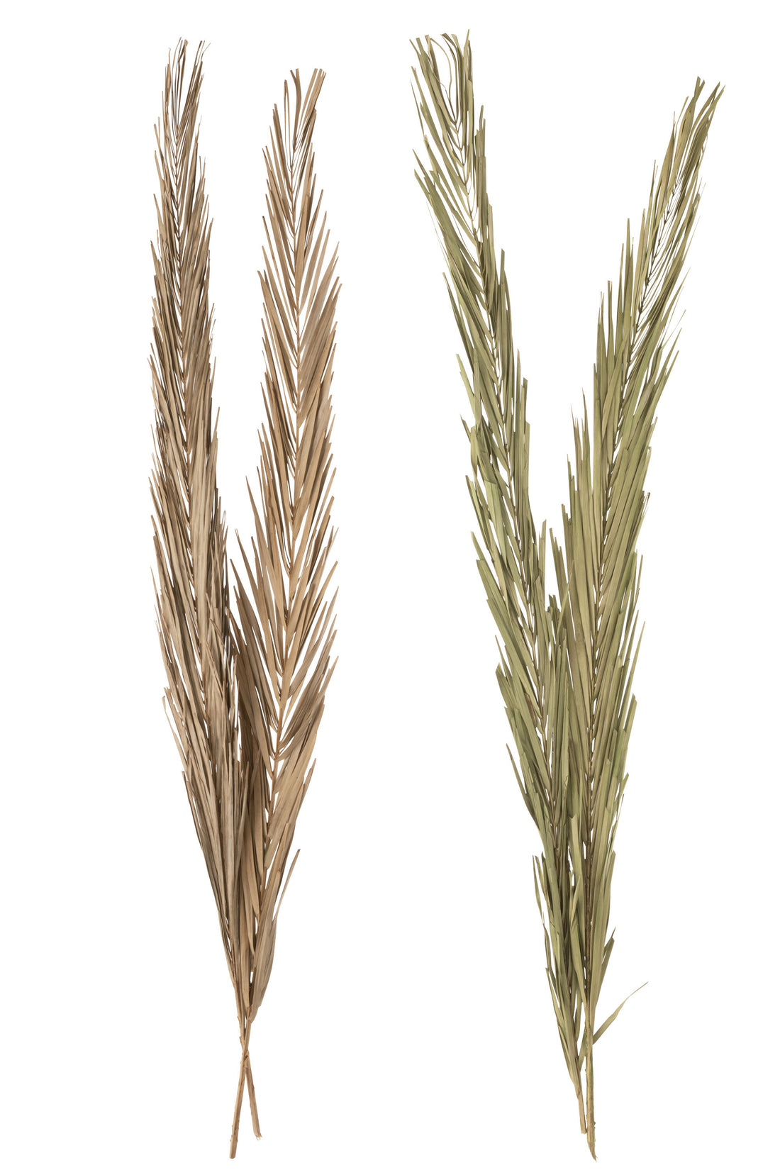 Bladeren Khajur 2 Stuks Groen Assortiment Van 2