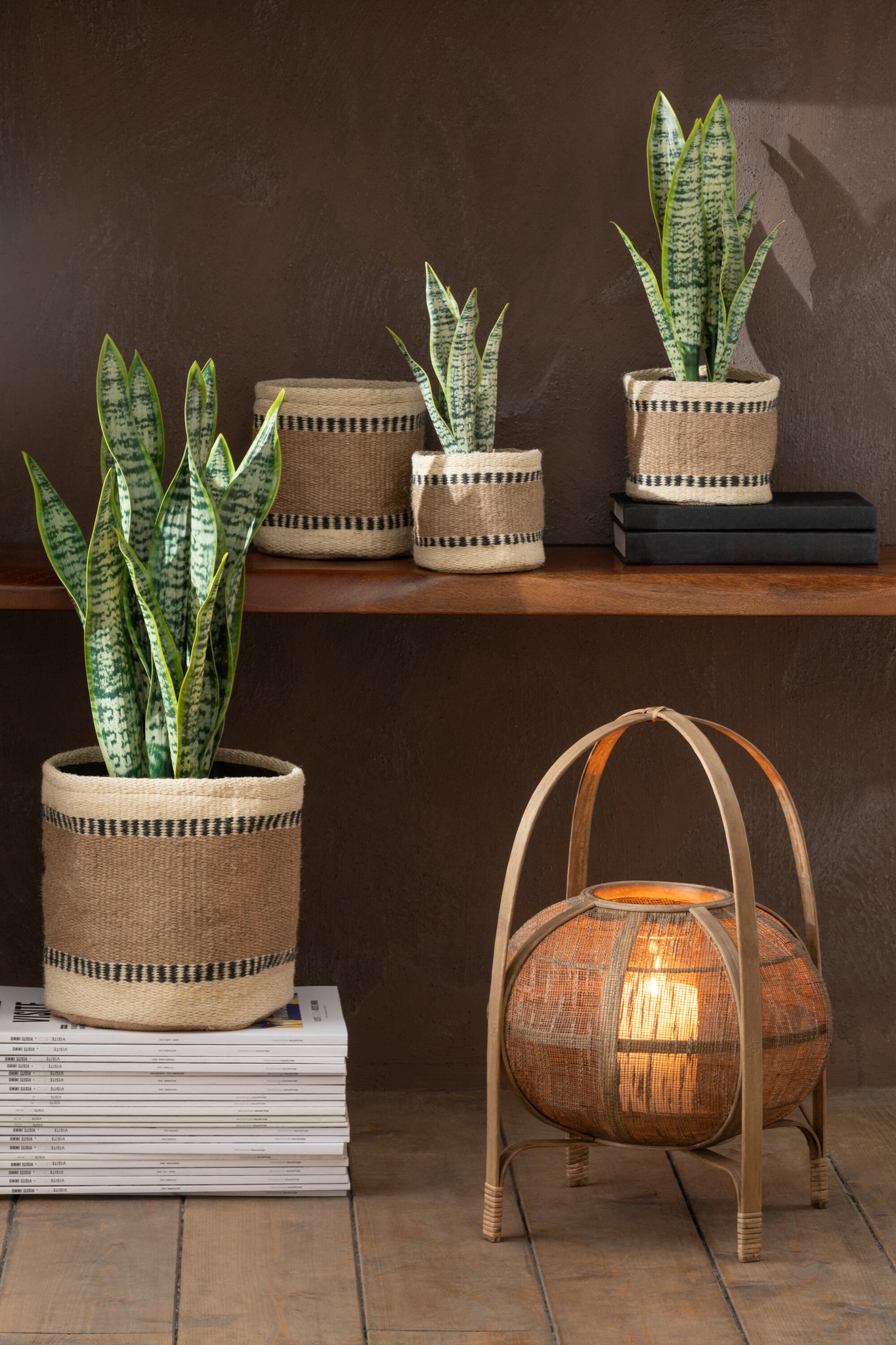 Plant Sansevieria In Pot Pvc Green Small