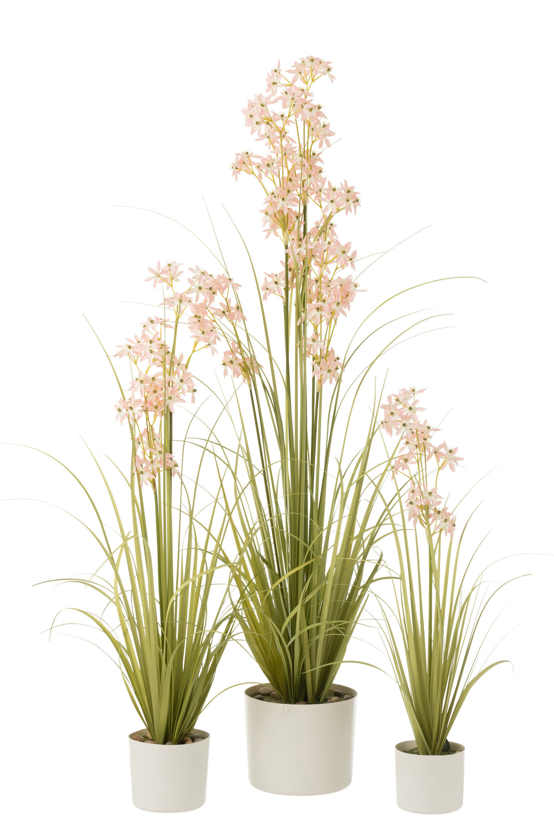 Allium In Pot Plastic Groen/Lichtroze Groot