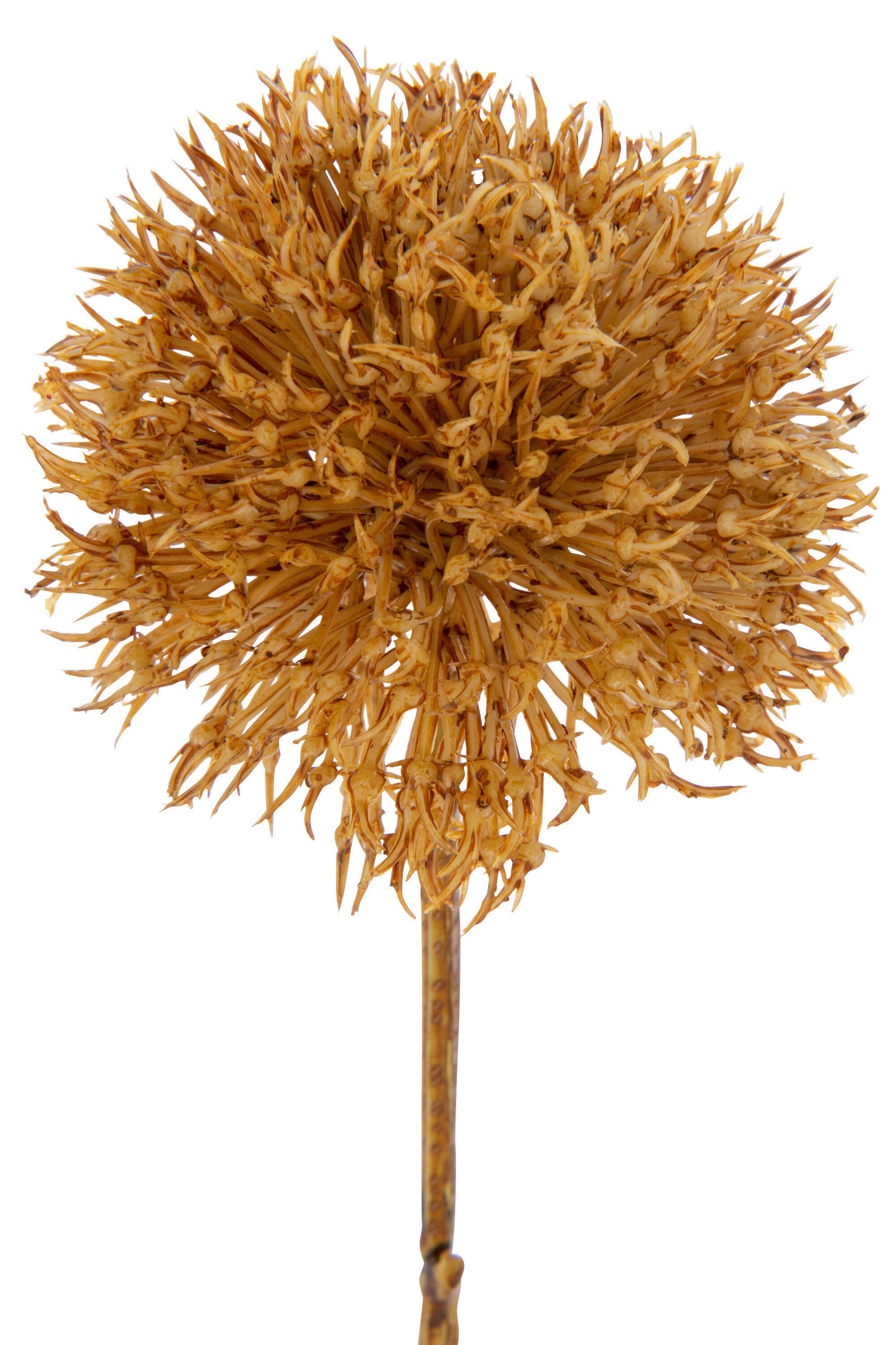 J-Line Allium 3 Bloemen Plastiek Oker Large