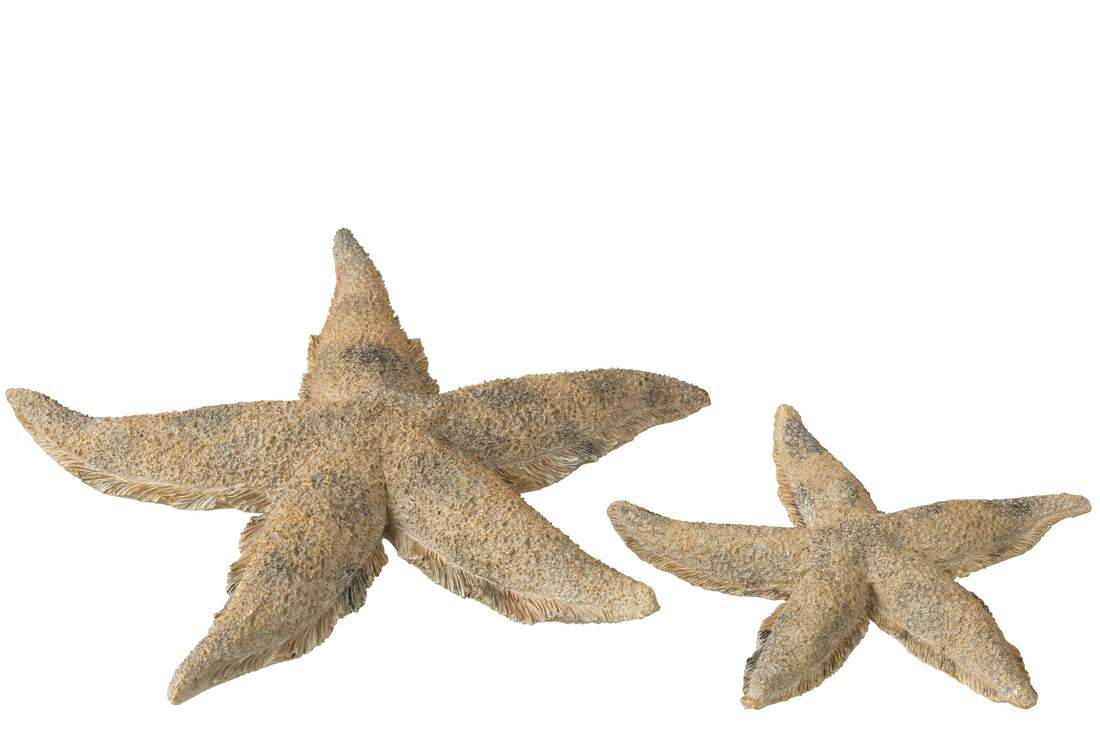 J-Line decoratei Zeester - polyresin - bruin/goud - large