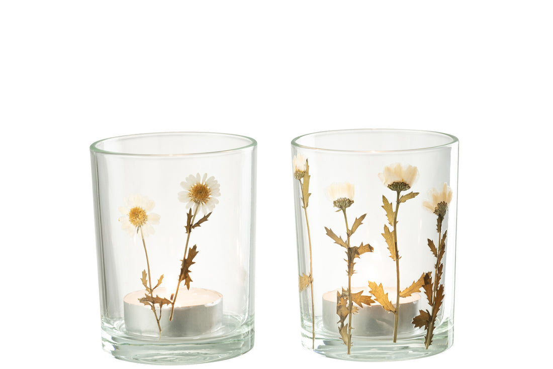 Orkaan Bloem Madeliefje Glas Mix Assortiment Van 2