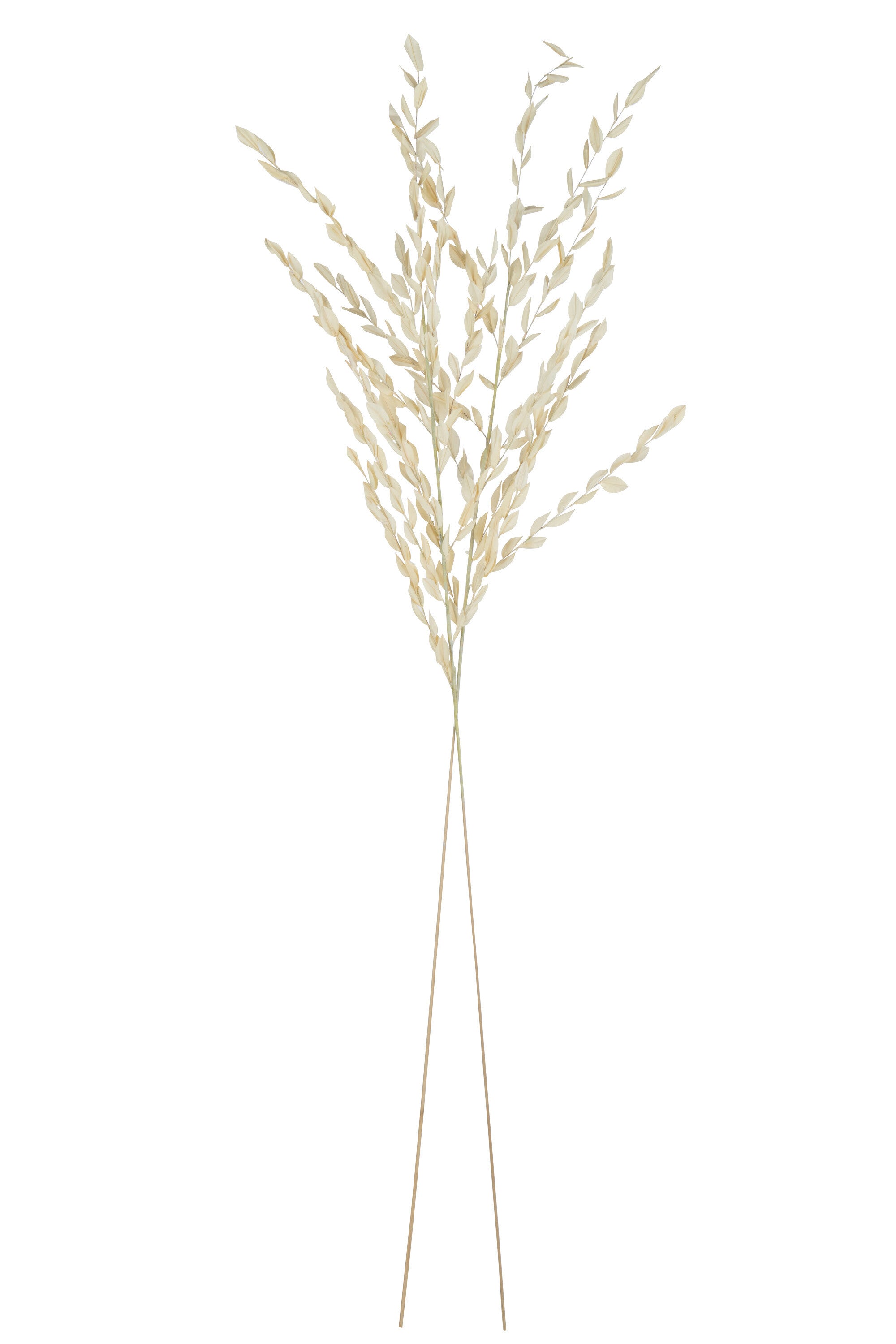 J-Line Gedroogde Bladeren Naturel Large