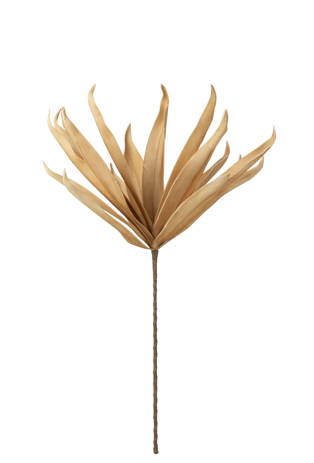 Bloem Lange Bloemblaadjes Eva Maïs