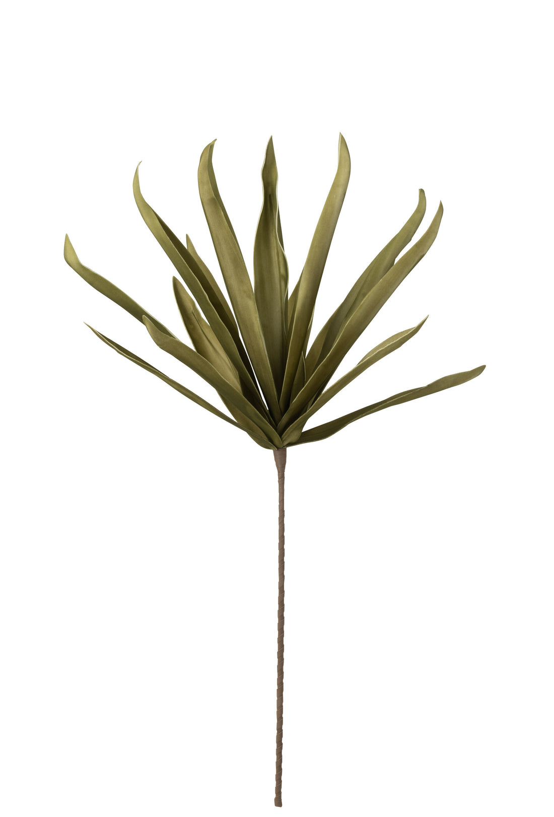 Bloem Lange Bloemblaadjes Eva Groen