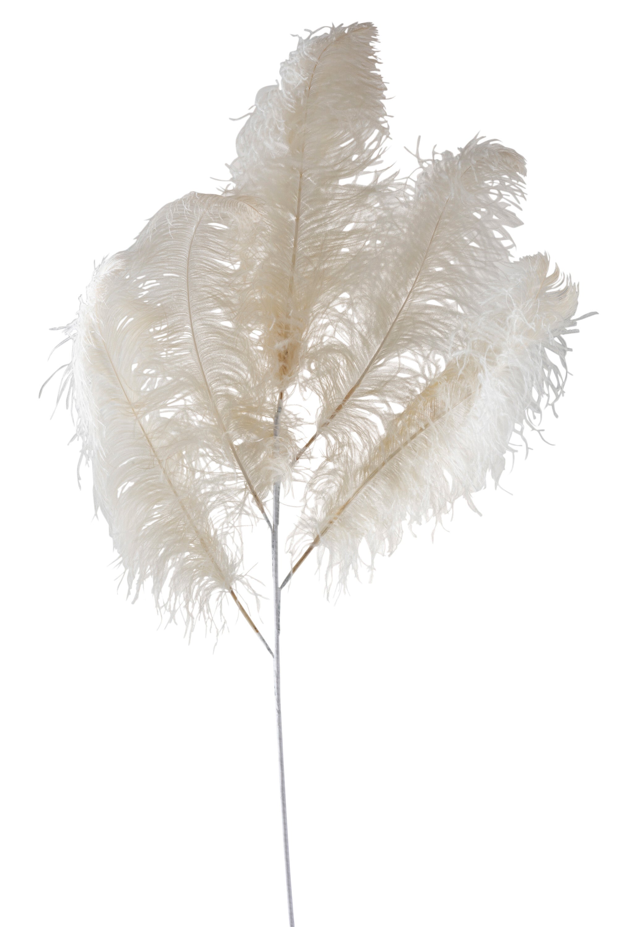 Struisvogelveren 5-delig Crème Groot