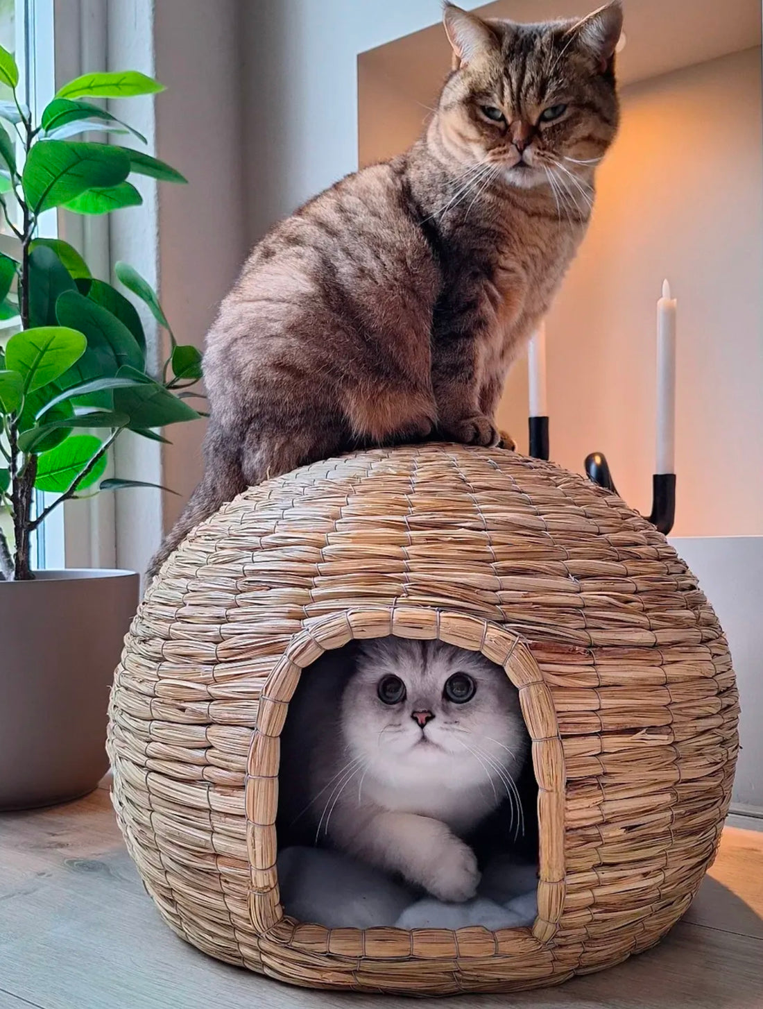 Kattenmand + Kussen Yumi Stro Natuurlijk