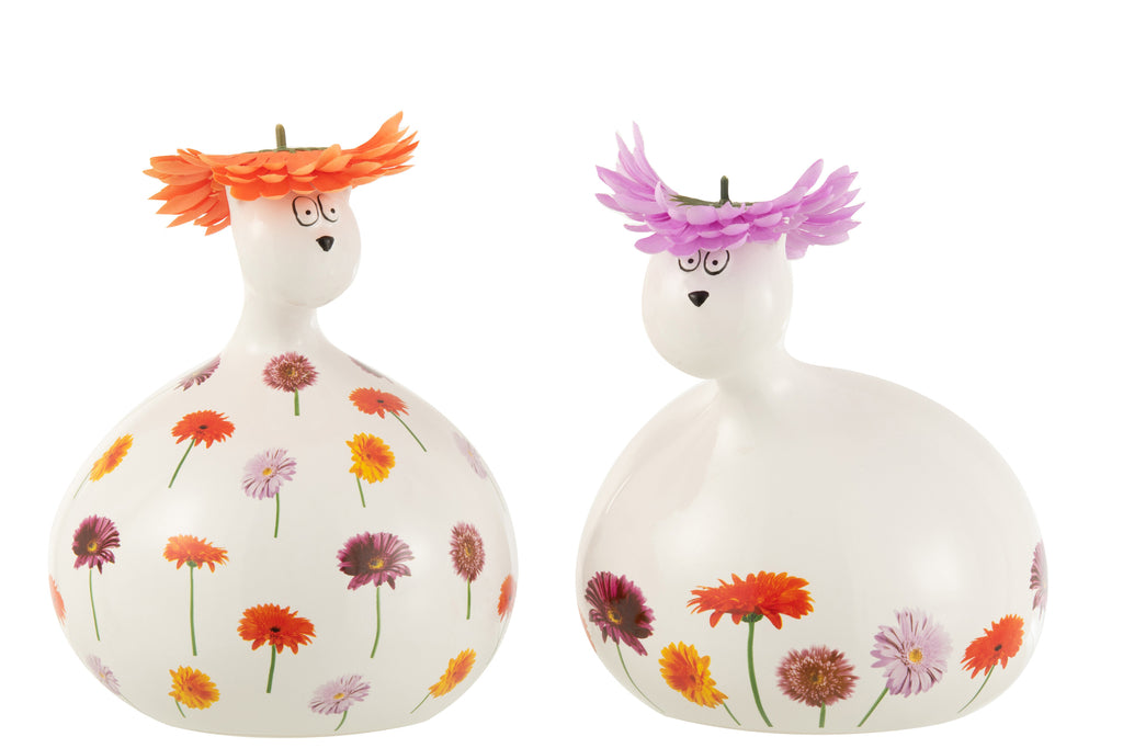 Cat Gerbera Colours Mix Large Assortment Of 2