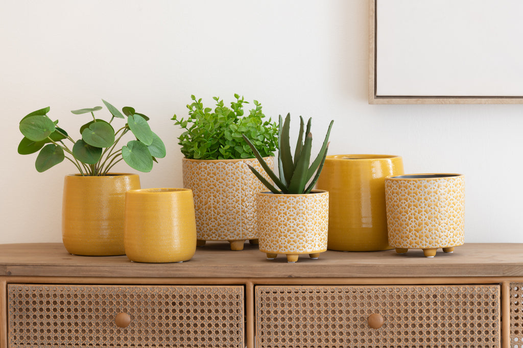 Crassula/Aloë Vera/Lotus+Pot Green Klein, set van 3