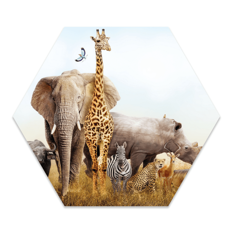 Label2X Muurhexagon kids Muurhexagon kids safari