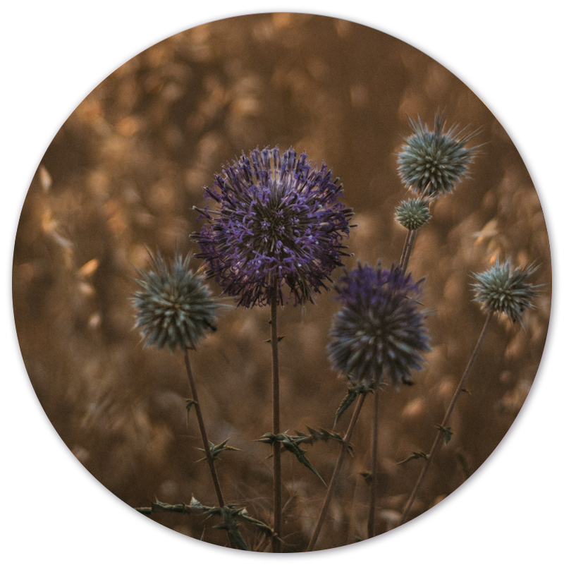 Label2X Purple peace Forex 40 cm beschadigd woonaccessoires homedecoratie