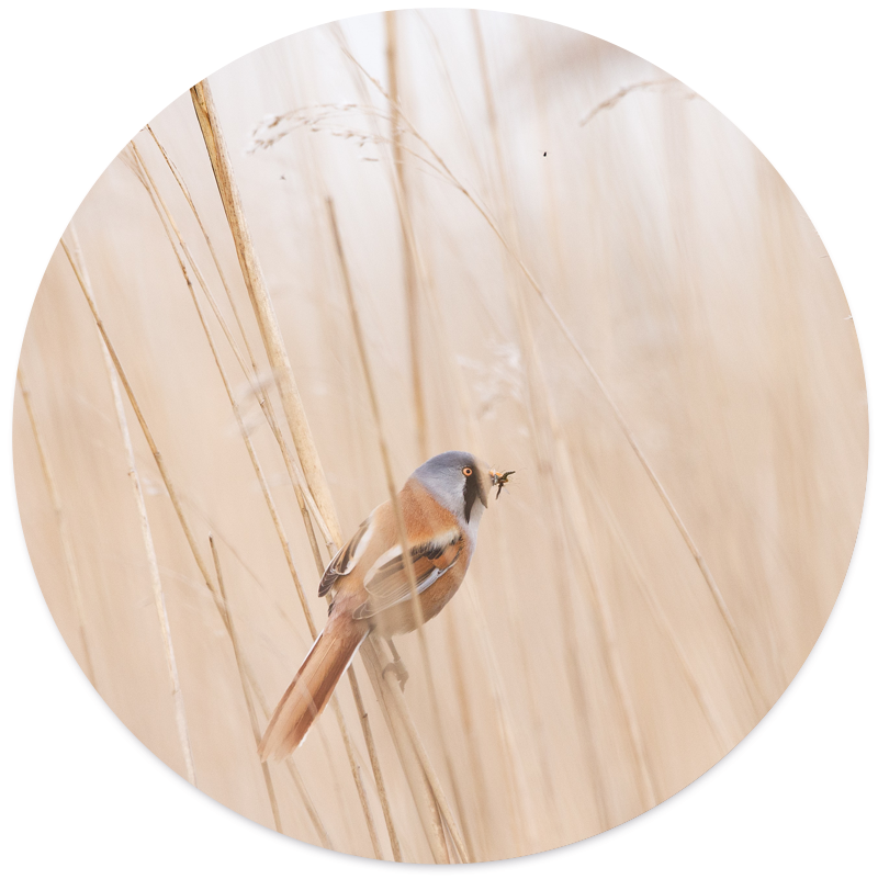 Label2X Vogelriet Forex 40 cm woonaccessoires homedecoratie