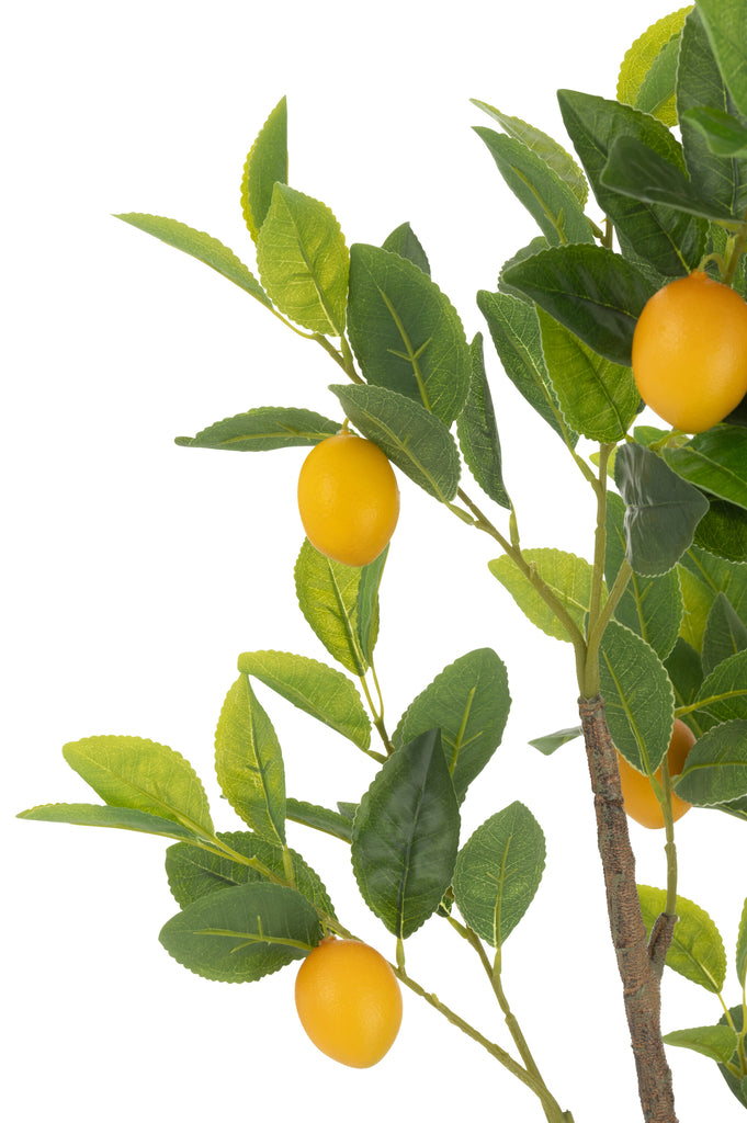 Citroenboom Pot, kunststof Groen Groot