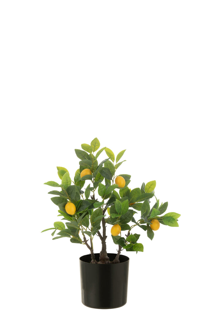 Pot met Citroenboom, kunststof Groen Klein