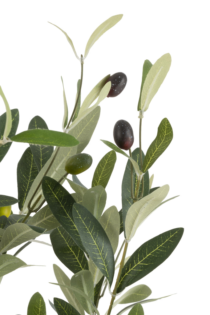 Olijfboom in pot plastic groen middelgroot