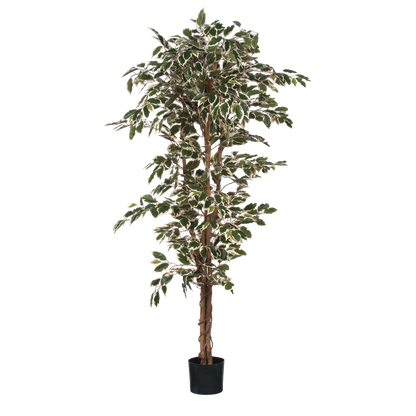 Ficus Kunstplant - H180 x Ã˜90 cm - Groen Bont