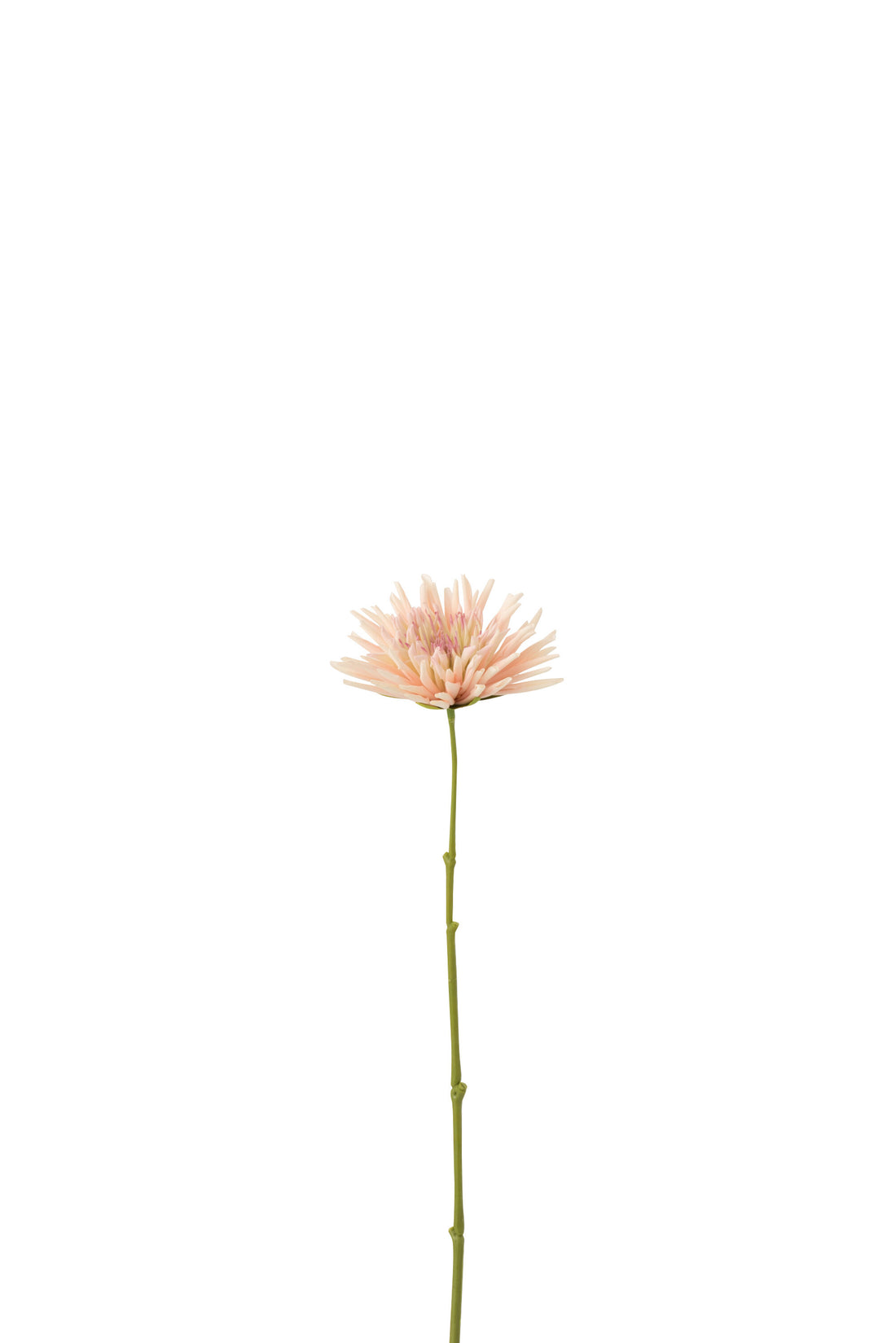 J-Line Chrysant Mini Plastiek Wit Licht Roze