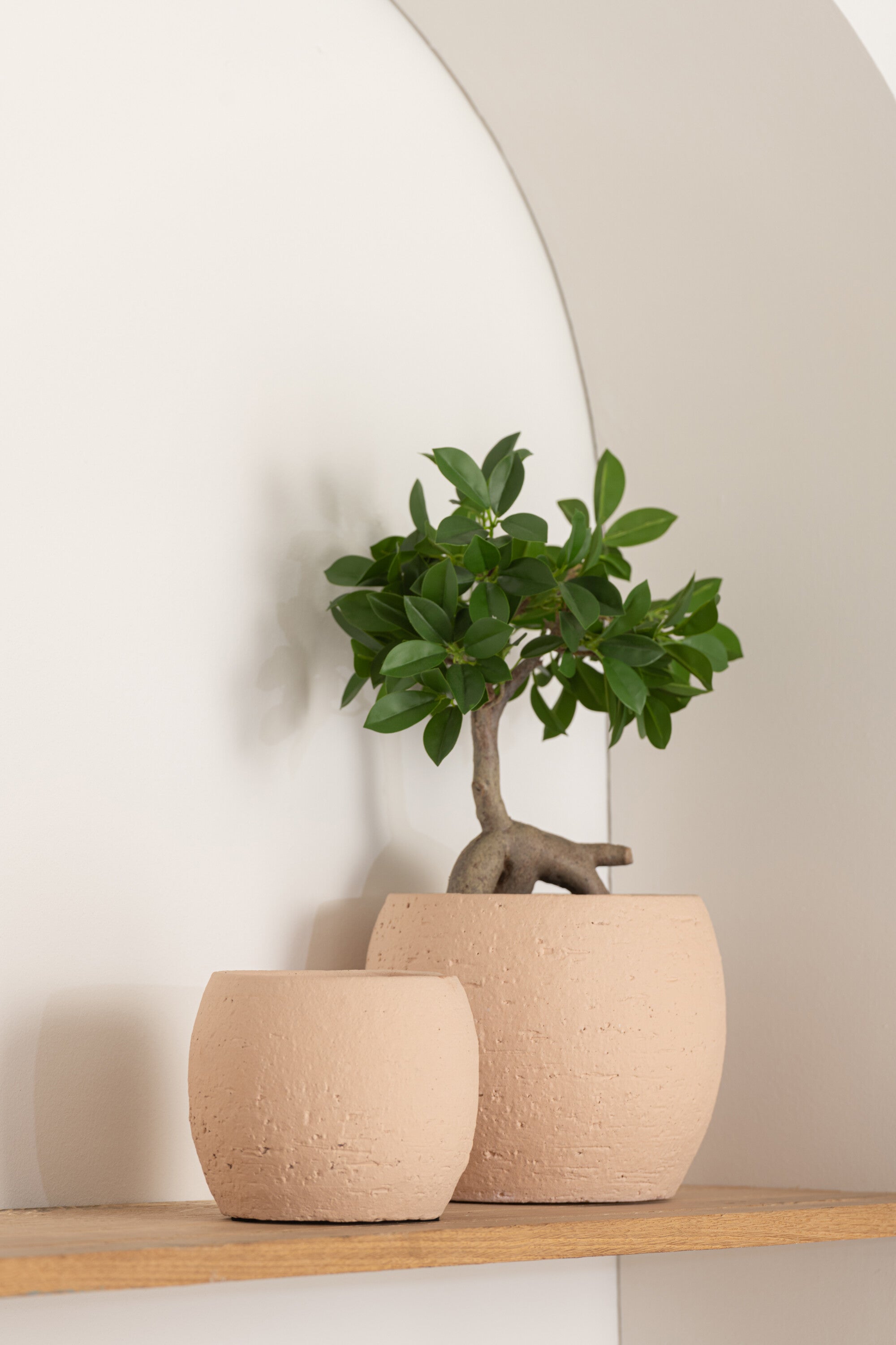 J-Line Chinese Vijg Ficus Boom In Pot Plastiek Groen/Zwart Small