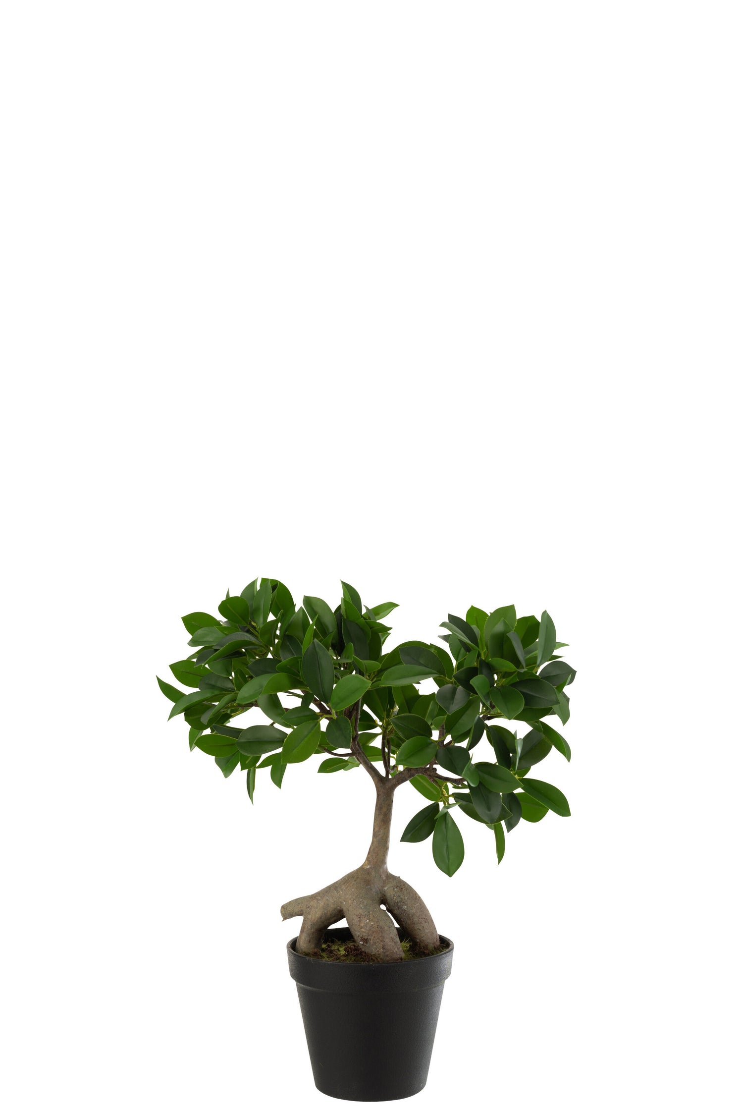 J-Line Chinese Vijg Ficus Boom In Pot Plastiek Groen/Zwart Small