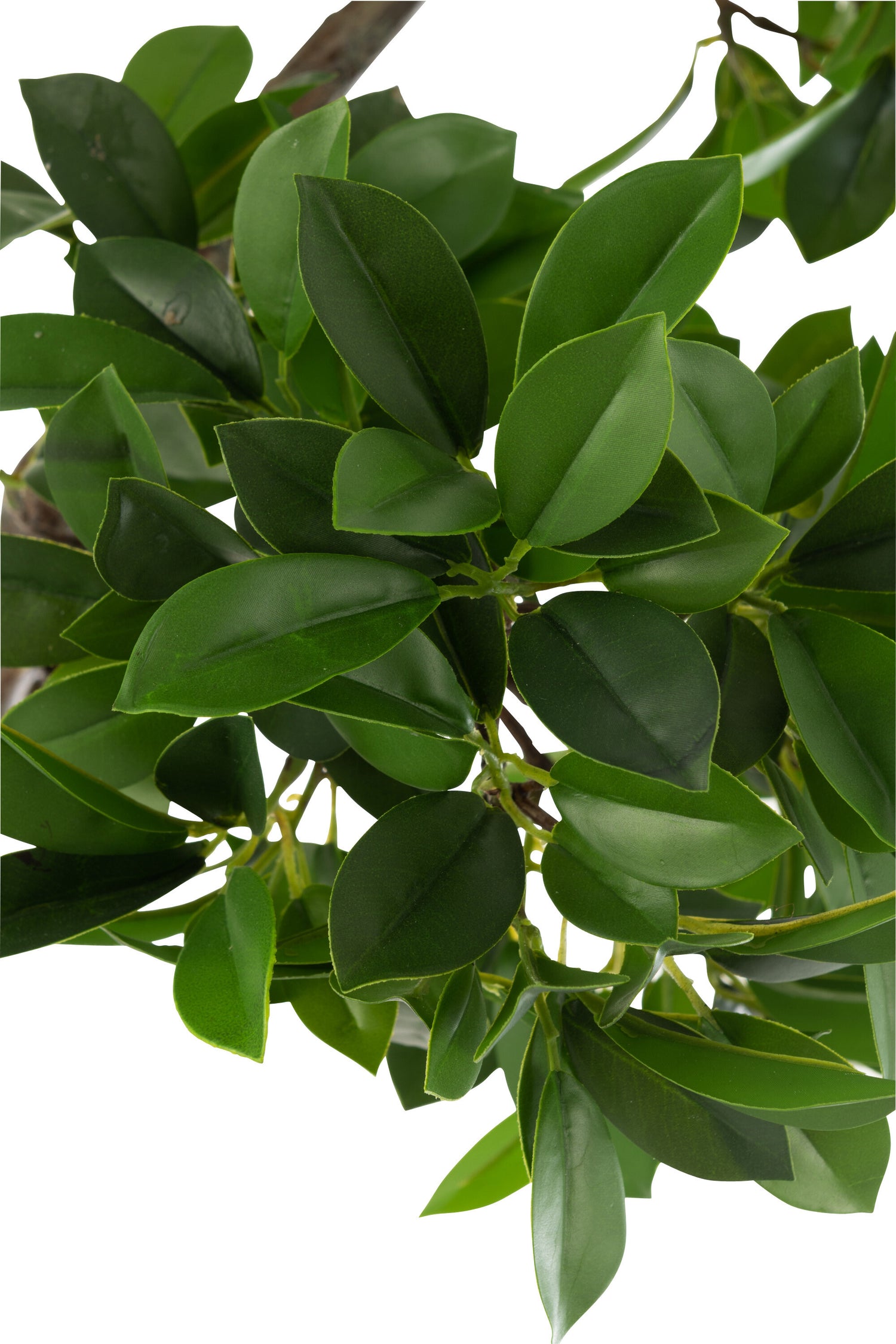 J-Line Chinese Vijg Ficus Boom In Pot Plastiek Groen/Zwart Large