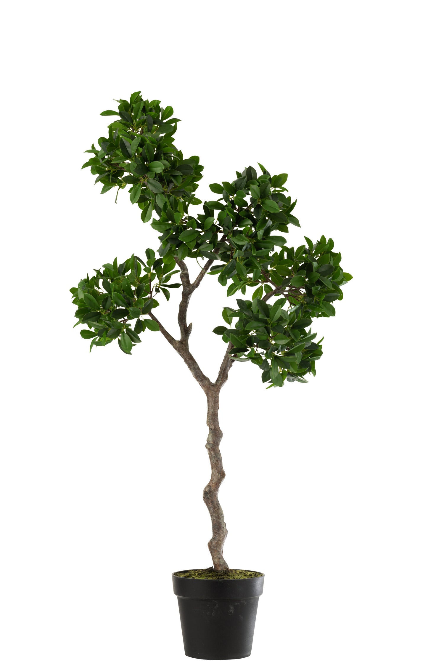 J-Line Chinese Vijg Ficus Boom In Pot Plastiek Groen/Zwart Large