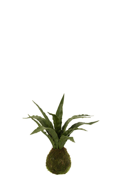 Slangplant Bal Grond Plastic Groen