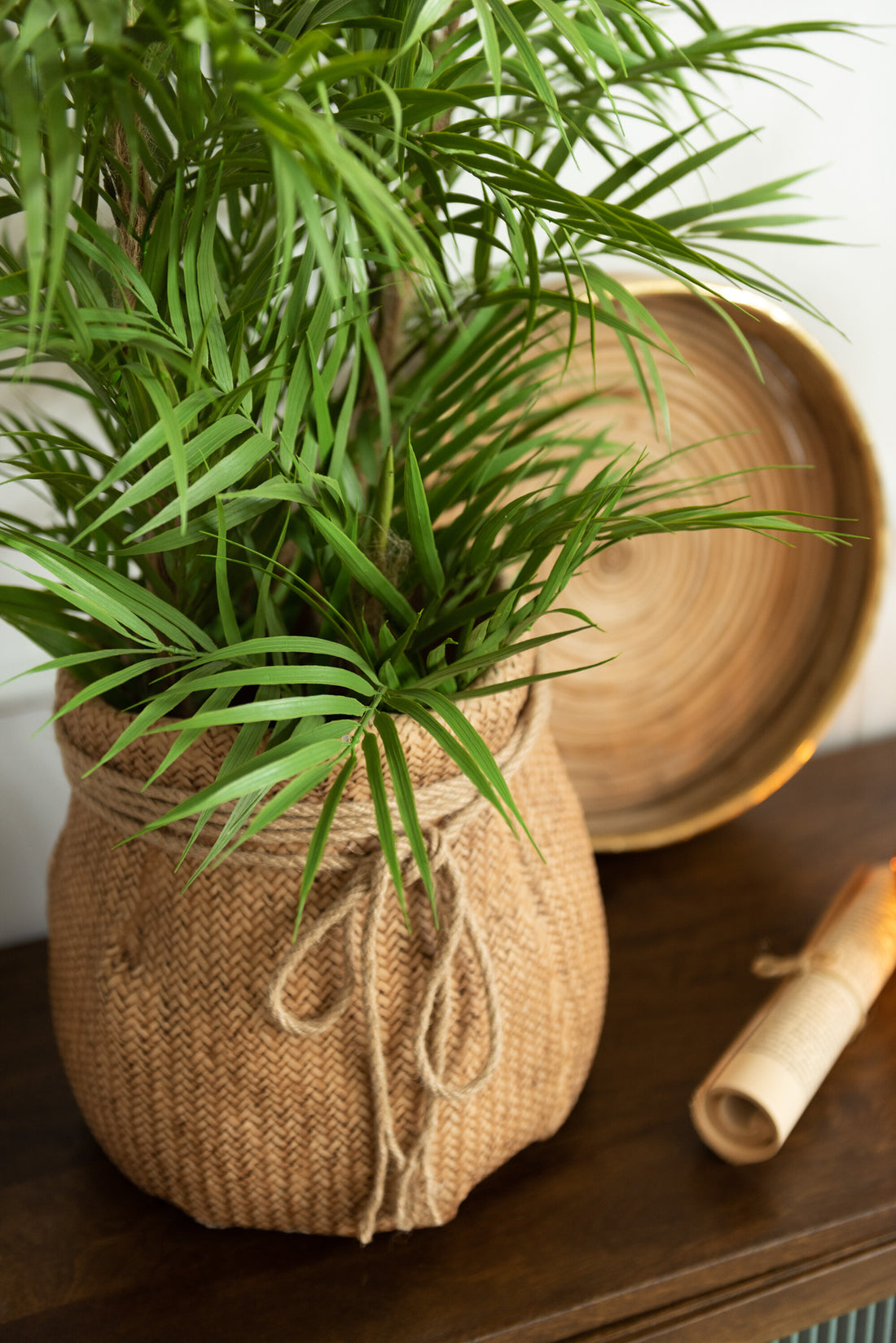 J-Line Bergpalm In Pot Plastiek Groen/Zwart Small