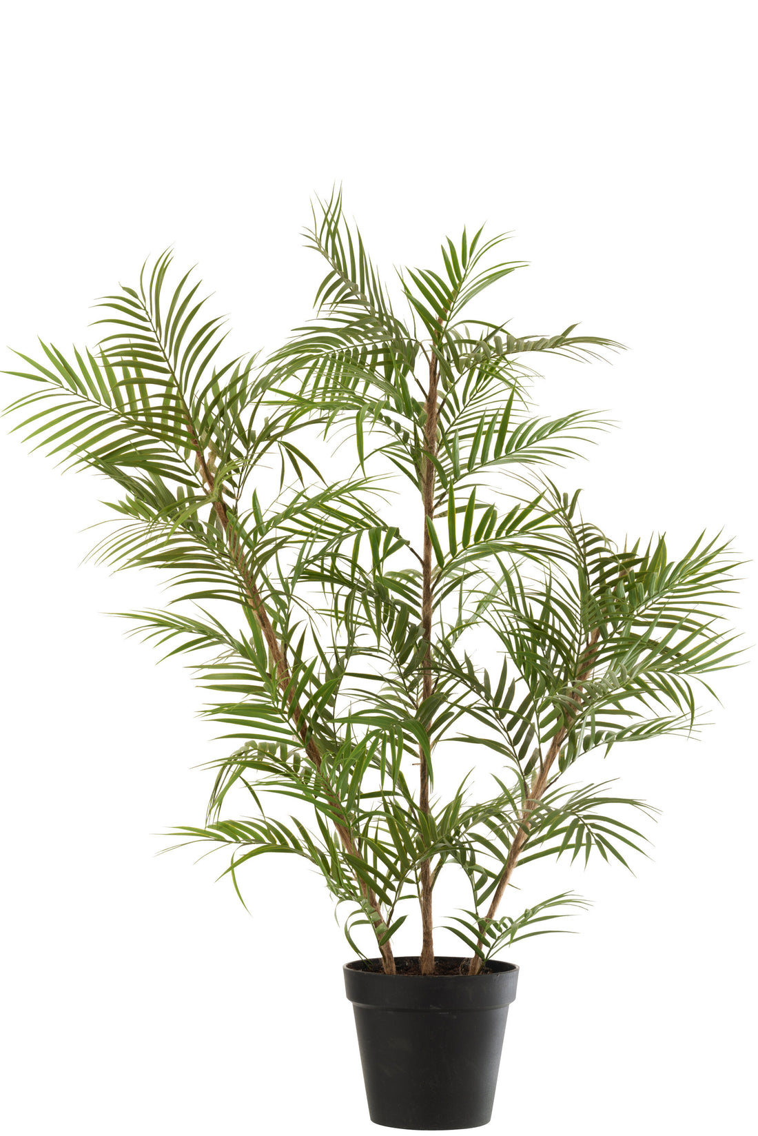 Chamaedorea in pot plastic groen/zwart groot