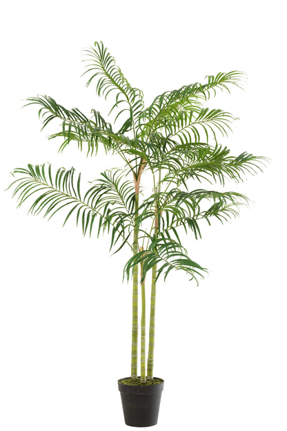 Bamboe Palm In Pot Plastic Groen/Zwart Klein