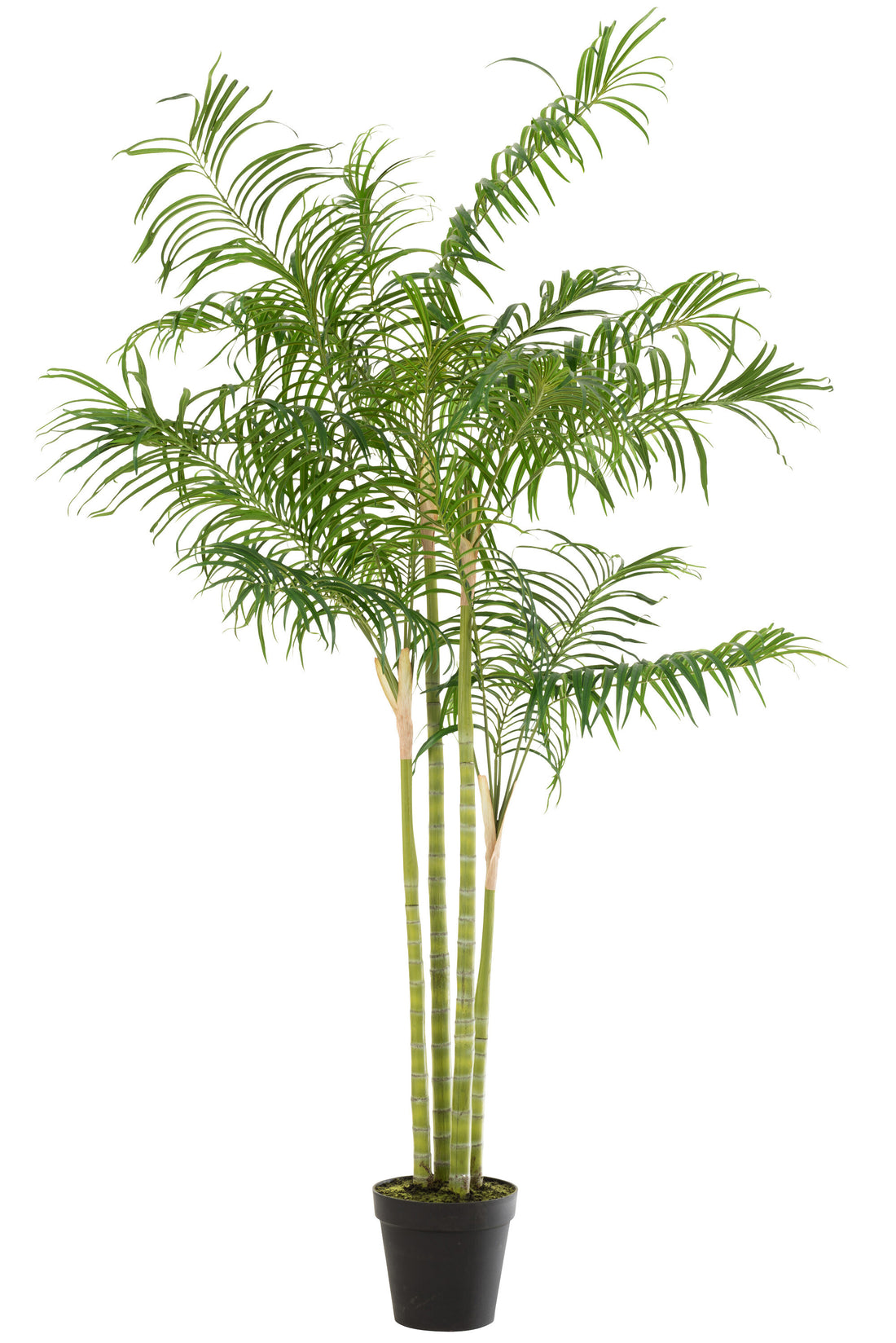 Bamboe Palm In Pot Plastic Groen/Zwart Groot