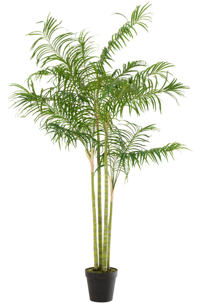 Bamboe Palm In Pot Plastic Groen/Zwart Groot