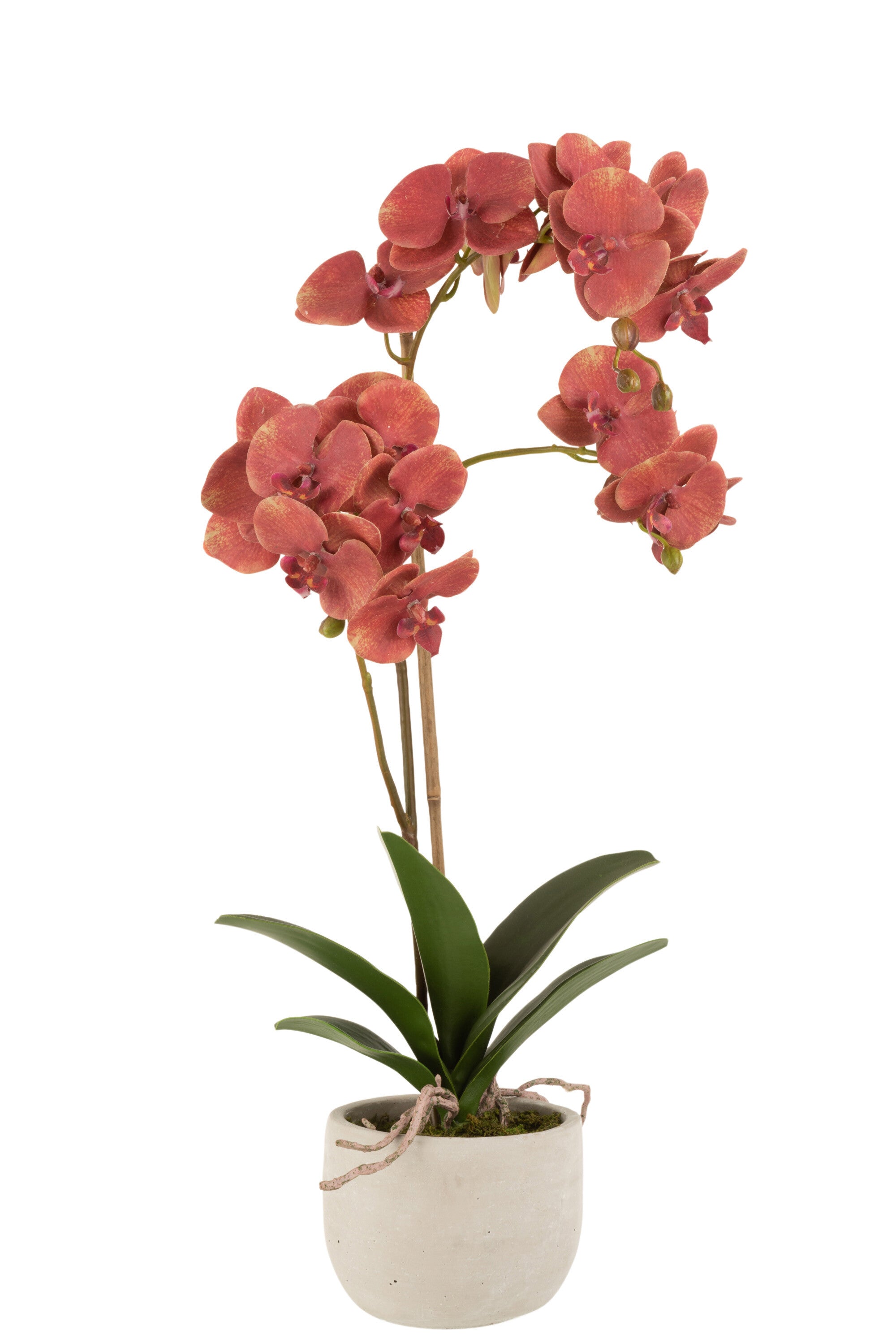 J-Line Orchidee In Pot Plastiek/Cement Dieprood/Beige