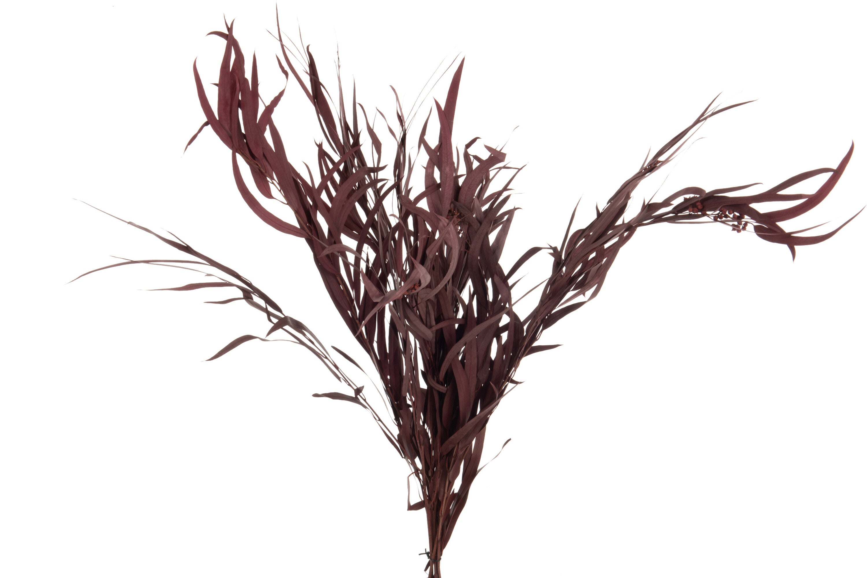 J-Line Bundel Eucalyptus Wild Gedroogd Bordeaux