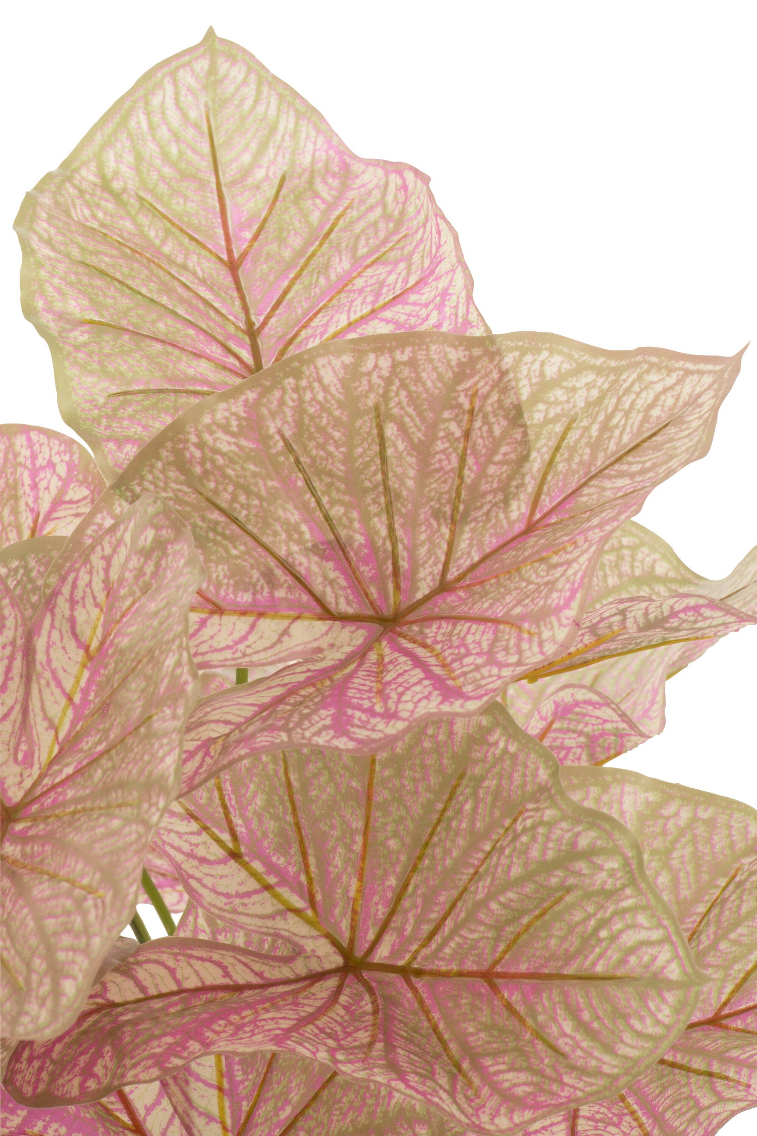 J-Line Caladium In Pot Plastiek Licht Roze/Groen