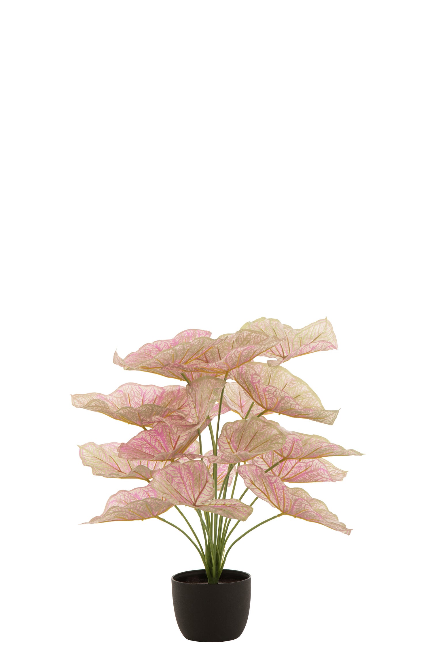 J-Line Caladium In Pot Plastiek Licht Roze/Groen