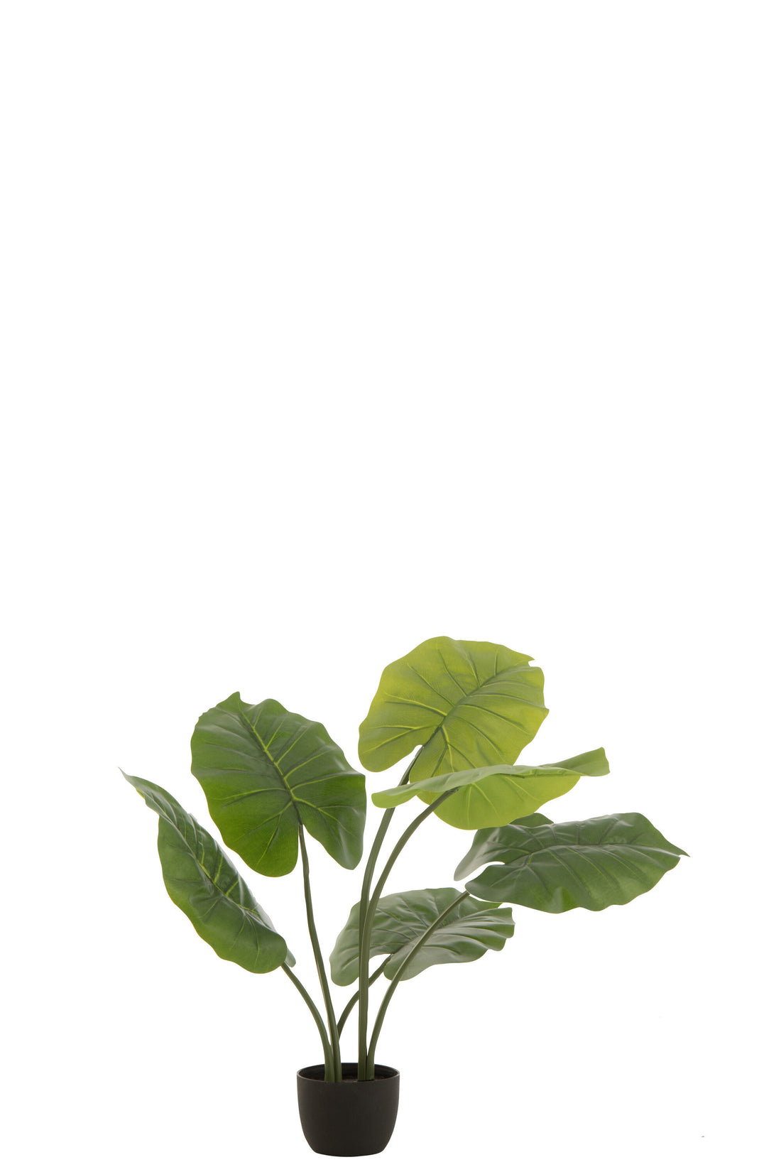 J-Line Taro Wild In Pot Plastic Groen Klein