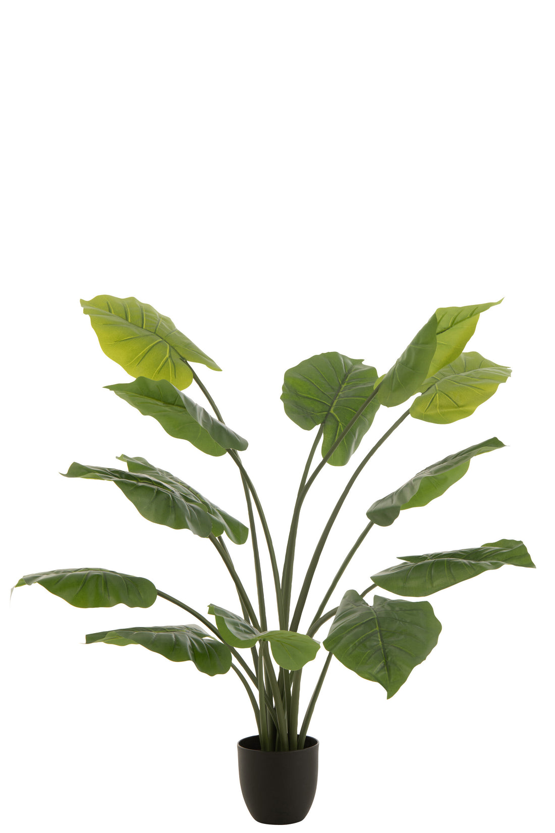 J-Line Taro Wild In Pot Plastic Groen Groot